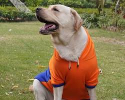 Urban Classic Pet Hoodie